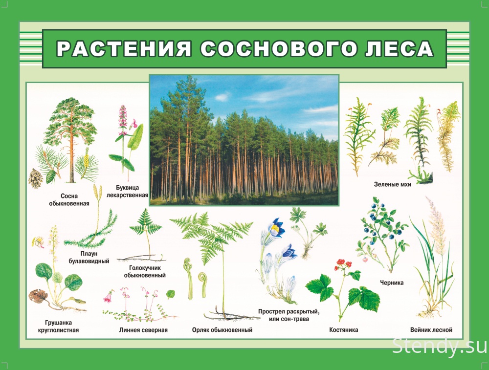 Растительные сообщества 7 класс учебник. Лесные растения названия. Лесные травянистые растения. Растения соснового леса. Название растительности в лесу.