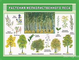 Растения мелколиственного леса СТЕНД ПО БИОЛОГИИ