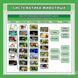 Классификация животных для своих одноклассников