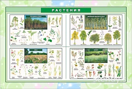 Растения Растения
